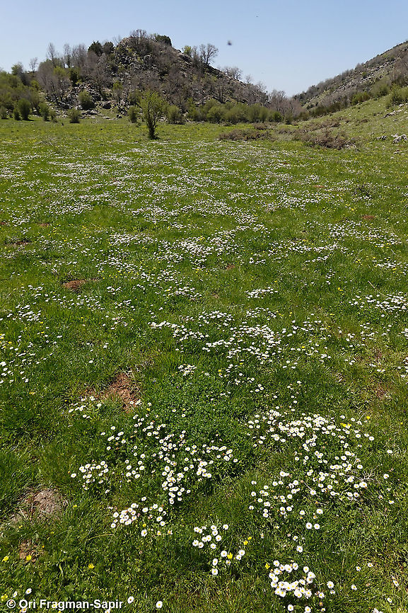 Bellis perennis  Bellis perennis,Common daisy,Geotagged,Spring