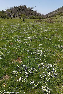 Bellis perennis  Bellis perennis,Common daisy,Geotagged,Spring