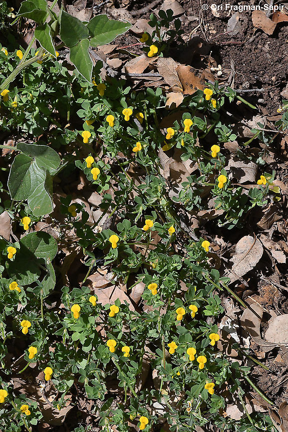Lotus peregrinus  Geotagged,Israel,Lotus peregrinus,Spring