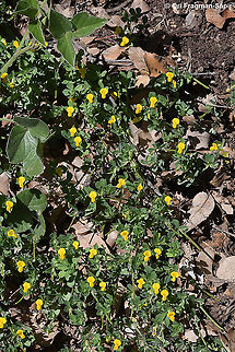 Lotus peregrinus  Geotagged,Israel,Lotus peregrinus,Spring