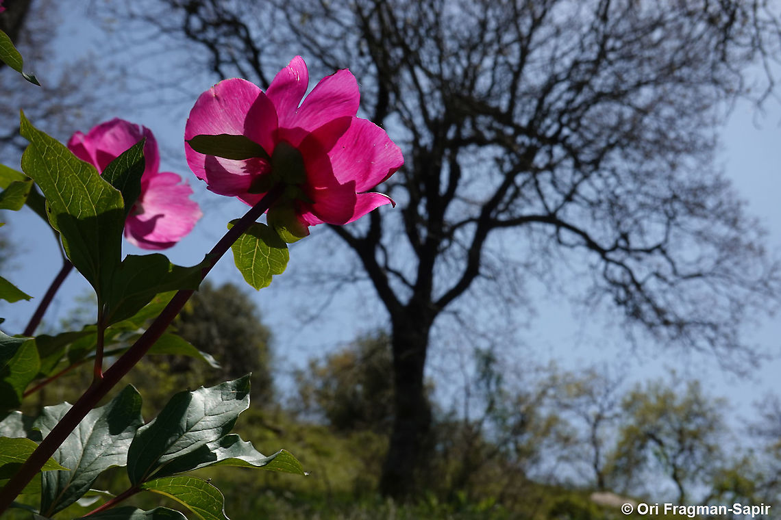 Paeonia mascula  Geotagged,Israel,Paeonia mascula,Spring