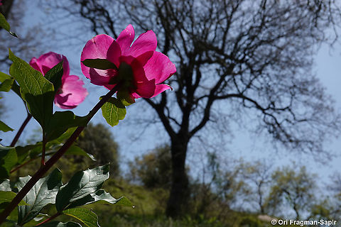 Paeonia mascula  Geotagged,Israel,Paeonia mascula,Spring