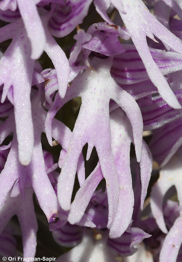 Orchis italica  Geotagged,Israel,Italian orchid,Orchis italica,Spring