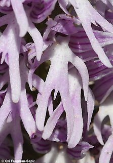 Orchis italica  Geotagged,Israel,Italian orchid,Orchis italica,Spring