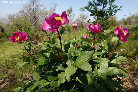 Paeonia mascula  Geotagged,Israel,Paeonia mascula,Spring