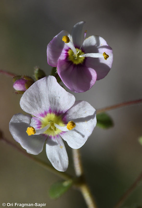 Veronica syriaca  Geotagged,Spring,Syrian Speedwell,Veronica syriaca