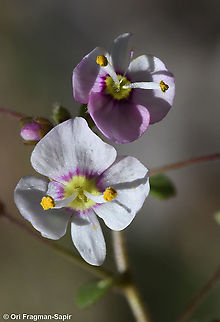 Veronica syriaca  Geotagged,Spring,Syrian Speedwell,Veronica syriaca