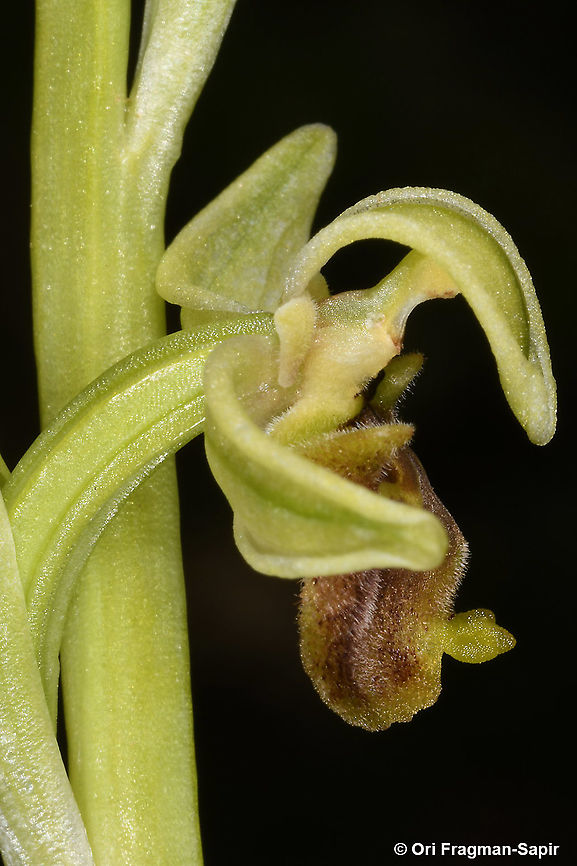 Ophrys bornmuelleri  Geotagged,Ophrys bornmuelleri,Spring