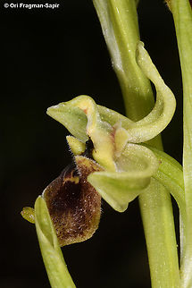 Ophrys bornmuelleri  Geotagged,Ophrys bornmuelleri,Spring