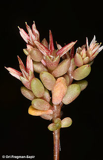 Sedum caespitosum  Geotagged,Reddish orpine,Sedum caespitosum,Spring
