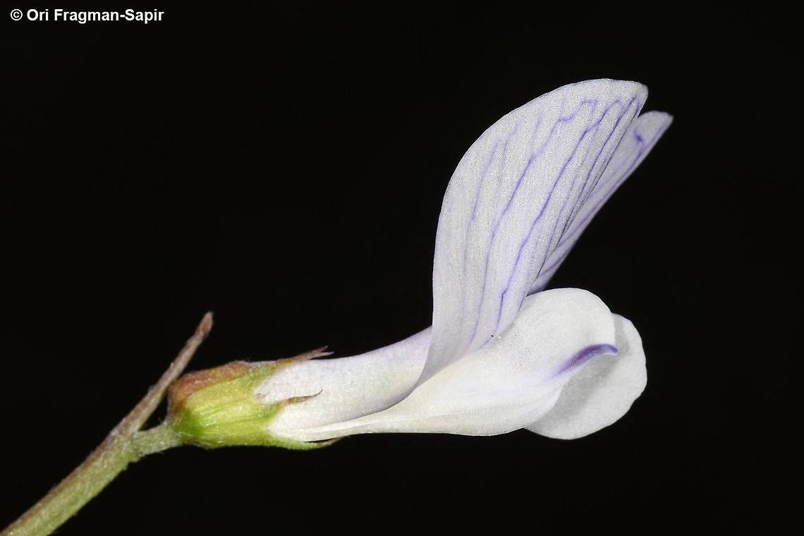 Vicia articulata  Geotagged,Spring,Vicia articulata
