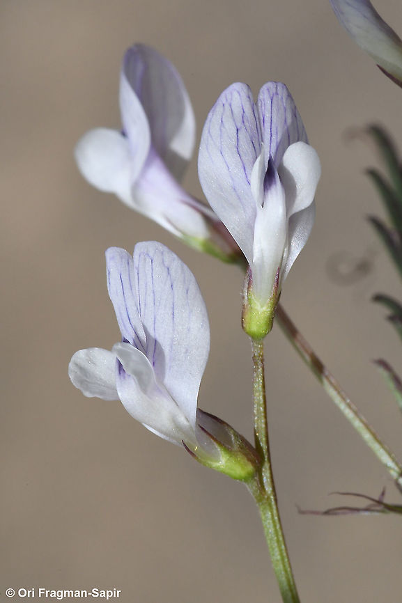 Vicia articulata  Geotagged,Spring,Vicia articulata