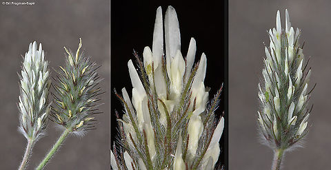 Trifolium palaestinum  Trifolium palaestinum