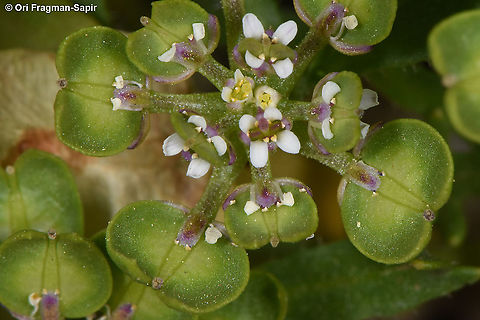 Iberis odorata  Iberis odorata