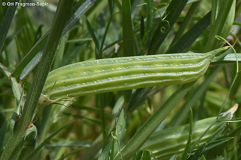 Lathyrus gloeospermus  Lathyrus gloeospermus
