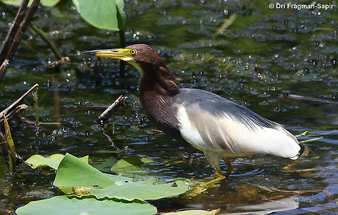 Ardeola bacchus  Ardeola bacchus,Chinese pond heron,Geotagged,Israel,Spring