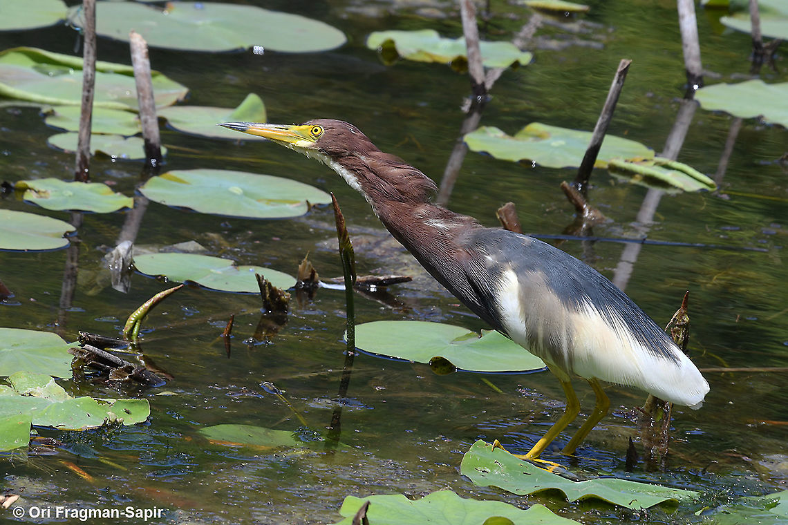 Ardeola bacchus  Ardeola bacchus,Chinese pond heron,Geotagged,Israel,Spring
