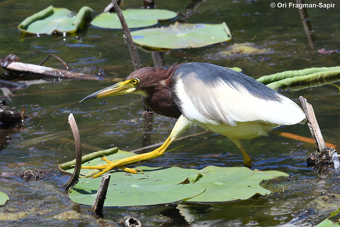 Ardeola bacchus  Ardeola bacchus,Chinese pond heron,Geotagged,Israel,Spring