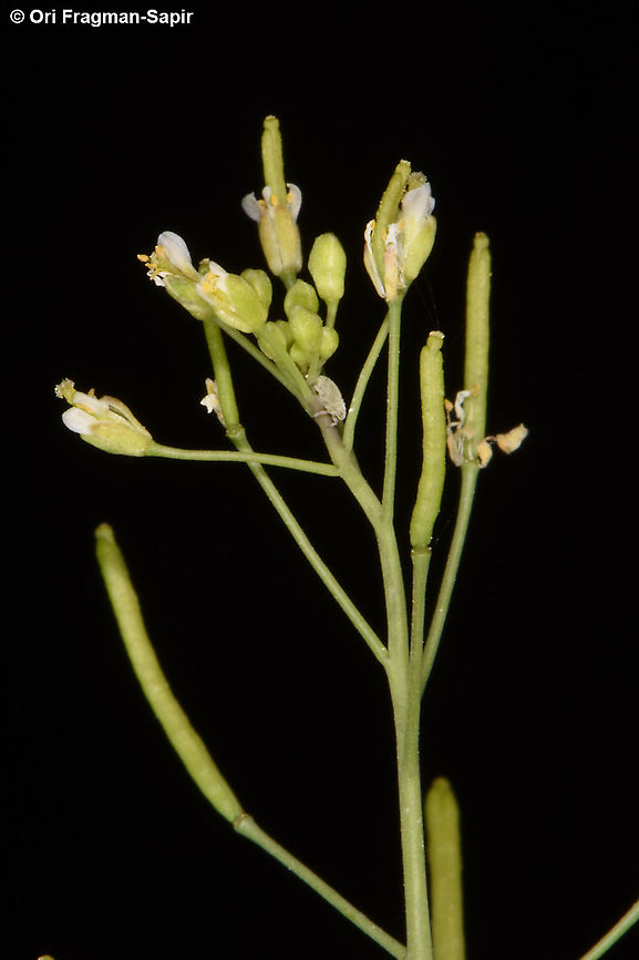 Arabidopsis thaliana  Arabidopsis thaliana,Thale cress