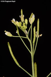 Arabidopsis thaliana  Arabidopsis thaliana,Thale cress