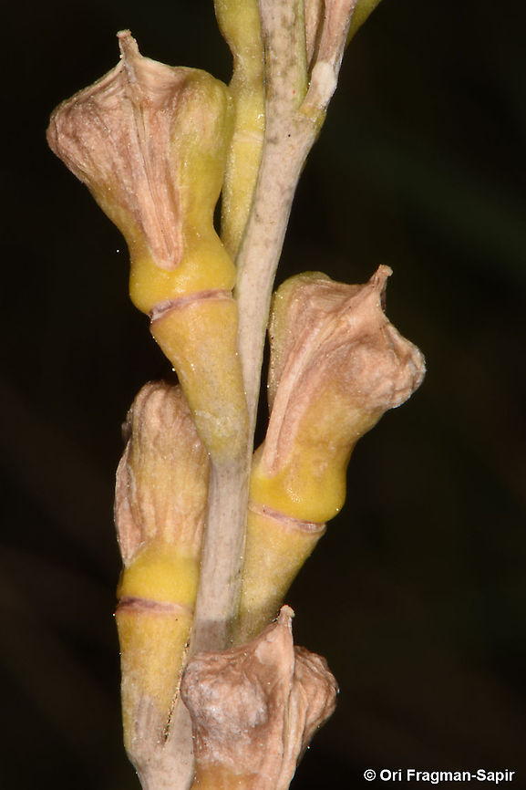 Myagrum perfoliatum  Myagrum perfoliatum