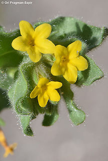 DSC_9076_resize  Alkanna orientalis