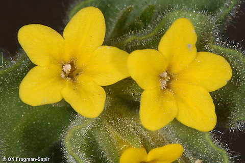 Alkanna orientalis  Alkanna orientalis