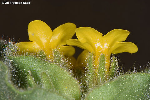 Alkanna orientalis  Alkanna orientalis