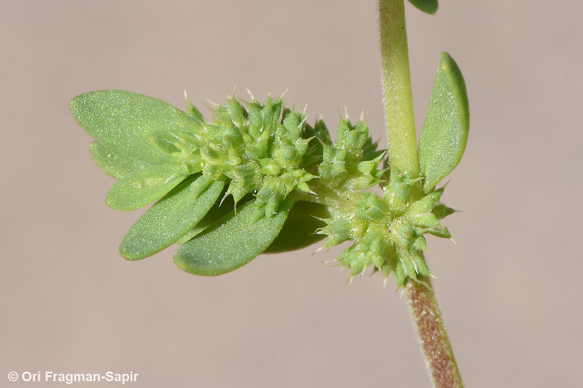 Paronychia echinulata  Paronychia echinulata