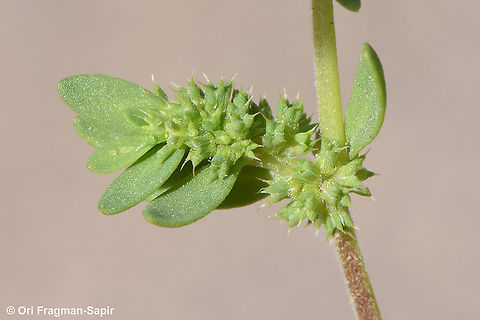 Paronychia echinulata  Paronychia echinulata
