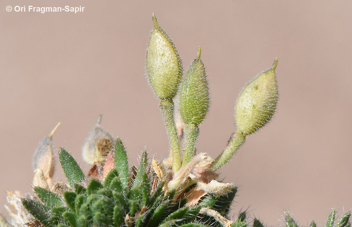 Draba oxycarpa  Draba oxycarpa