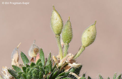 Draba oxycarpa  Draba oxycarpa