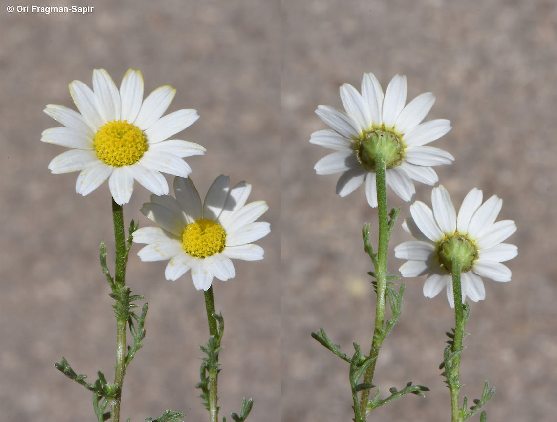 Anthemis philistaea  Anthemis philistaea
