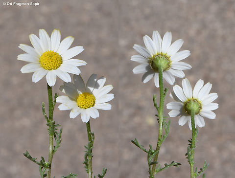 Anthemis philistaea