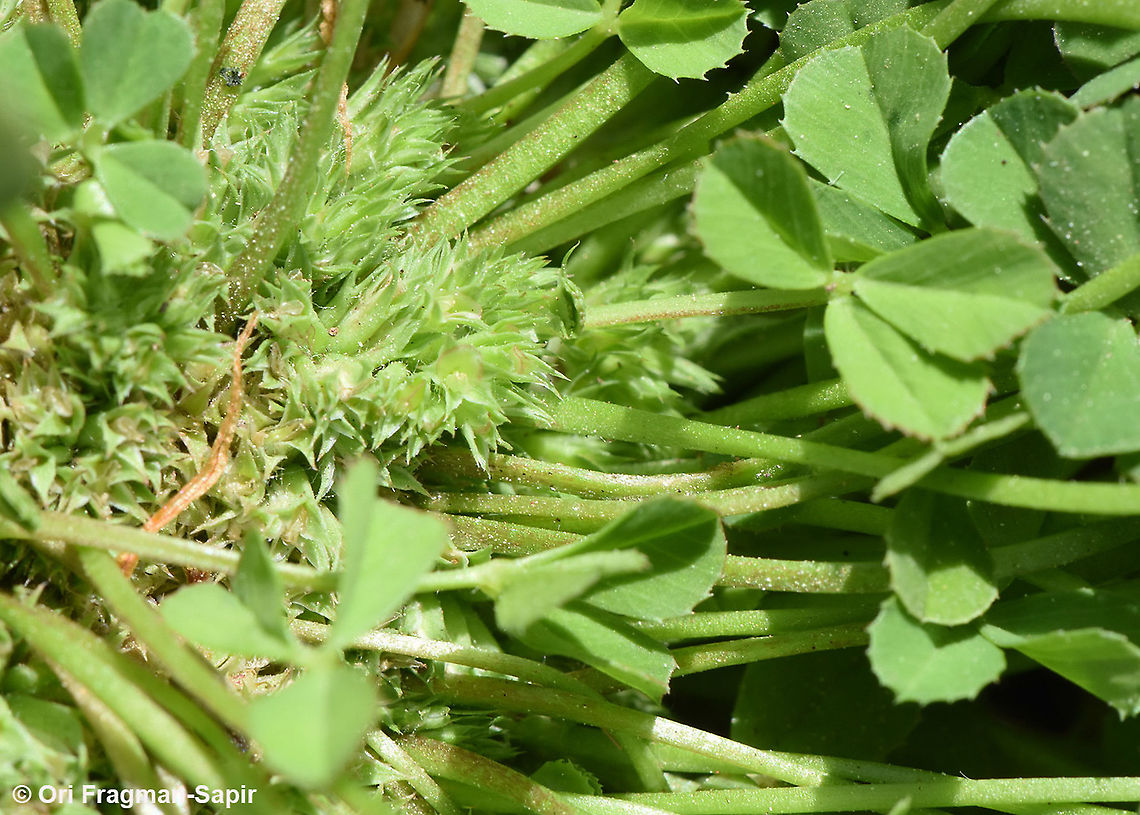 Trifolium suffocatum  Trifolium suffocatum