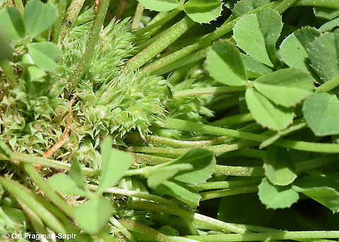 Trifolium suffocatum  Trifolium suffocatum