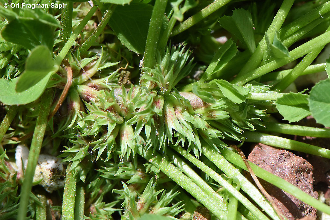 Trifolium suffocatum  Trifolium suffocatum