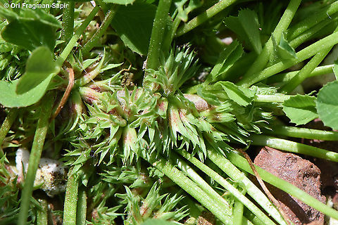 Trifolium suffocatum  Trifolium suffocatum