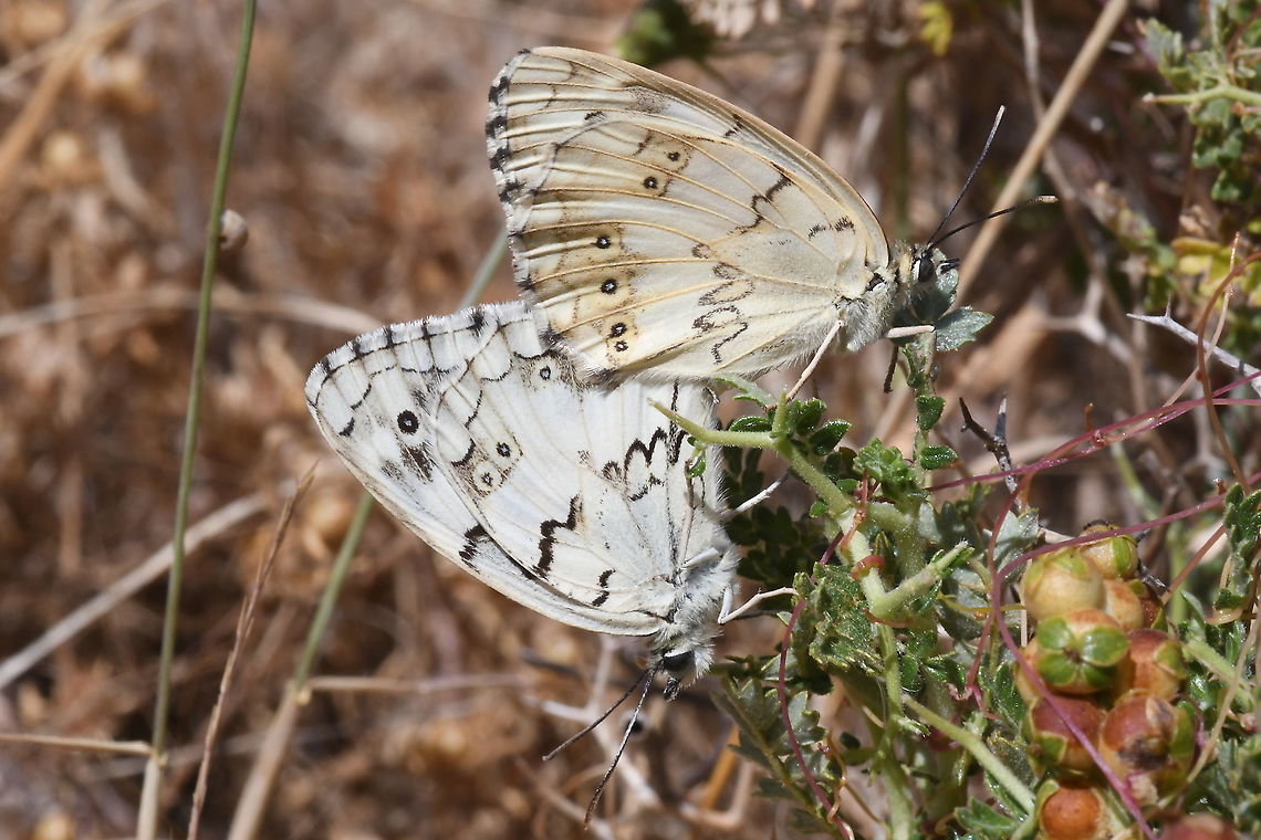 Melanargia titea  Geotagged,Melanargia titea,Spring