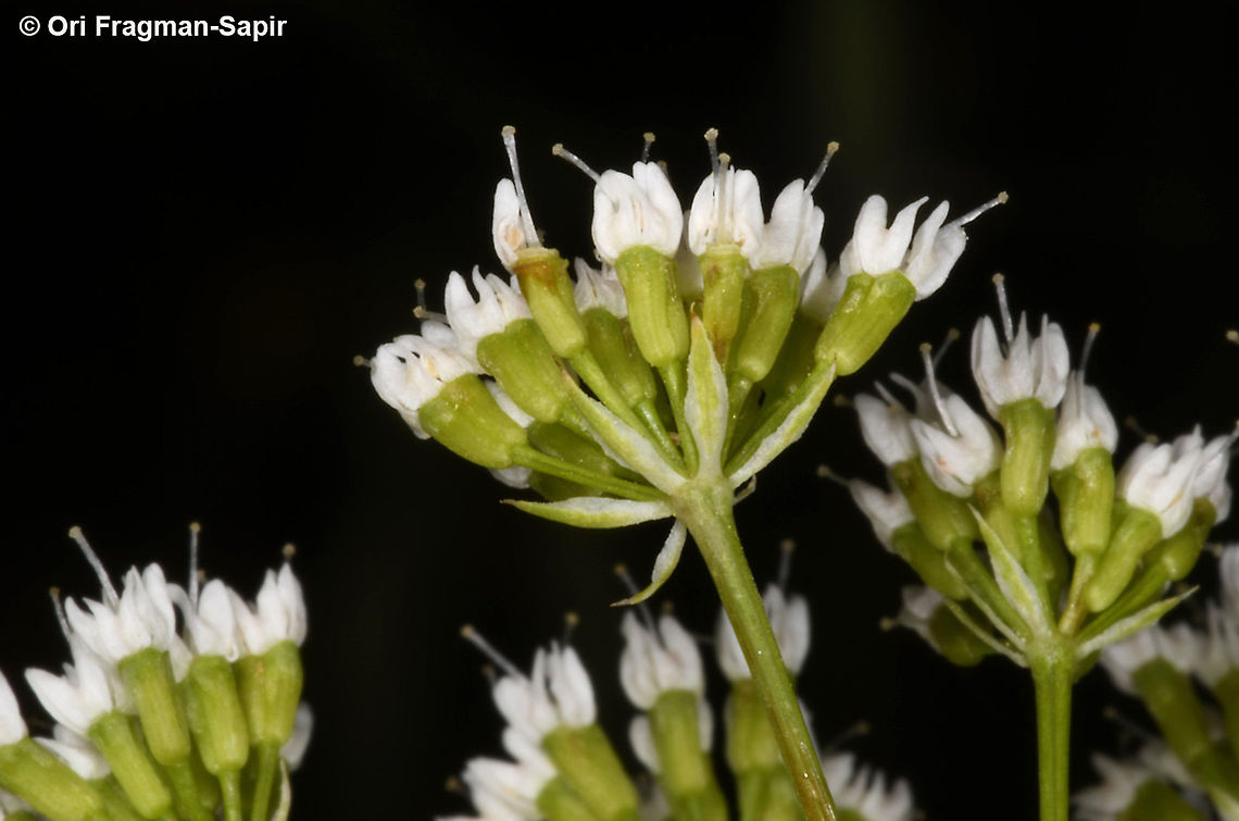 Bunium paucifolium  Bunium paucifolium,Geotagged,Spring