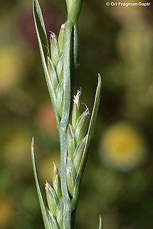Lolium temulentum  Geotagged,Lolium temulentum,Spring