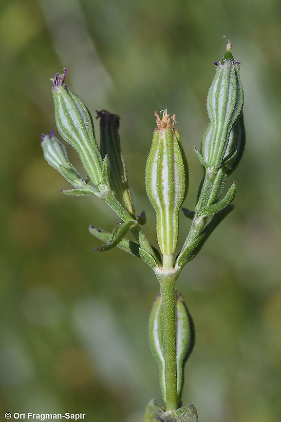 Silene crassipes  Geotagged,Silene crassipes,Spring