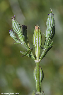 Silene crassipes  Geotagged,Silene crassipes,Spring