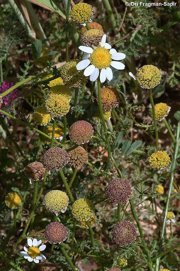 Cota palaestina  Cota palaestina,Geotagged,Spring