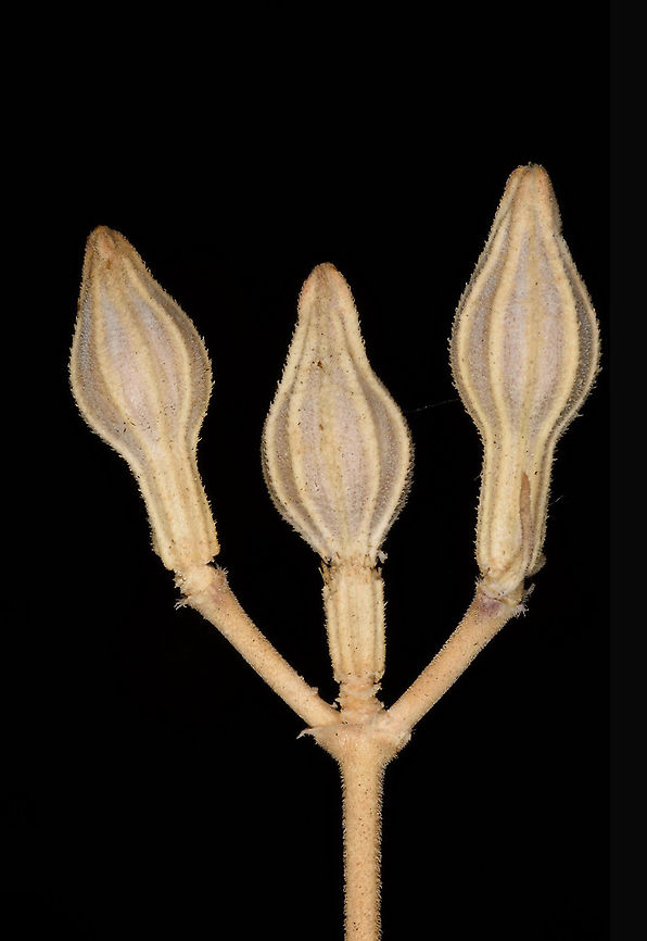 Silene crassipes Mt Hermon, 1350m Geotagged,Silene crassipes,Summer