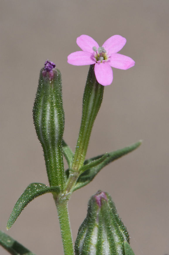 Silene crassipes Jerusalem Botanical Gardens Silene crassipes