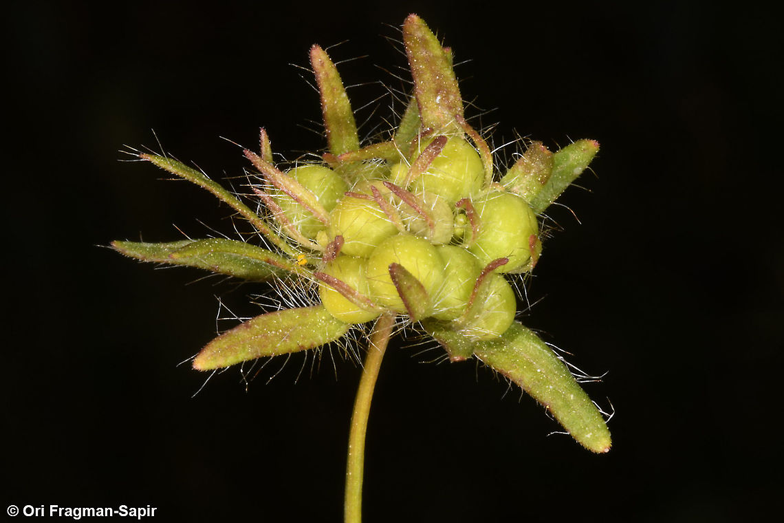 Asperula arvensis  Asperula arvensis,Geotagged,Spring