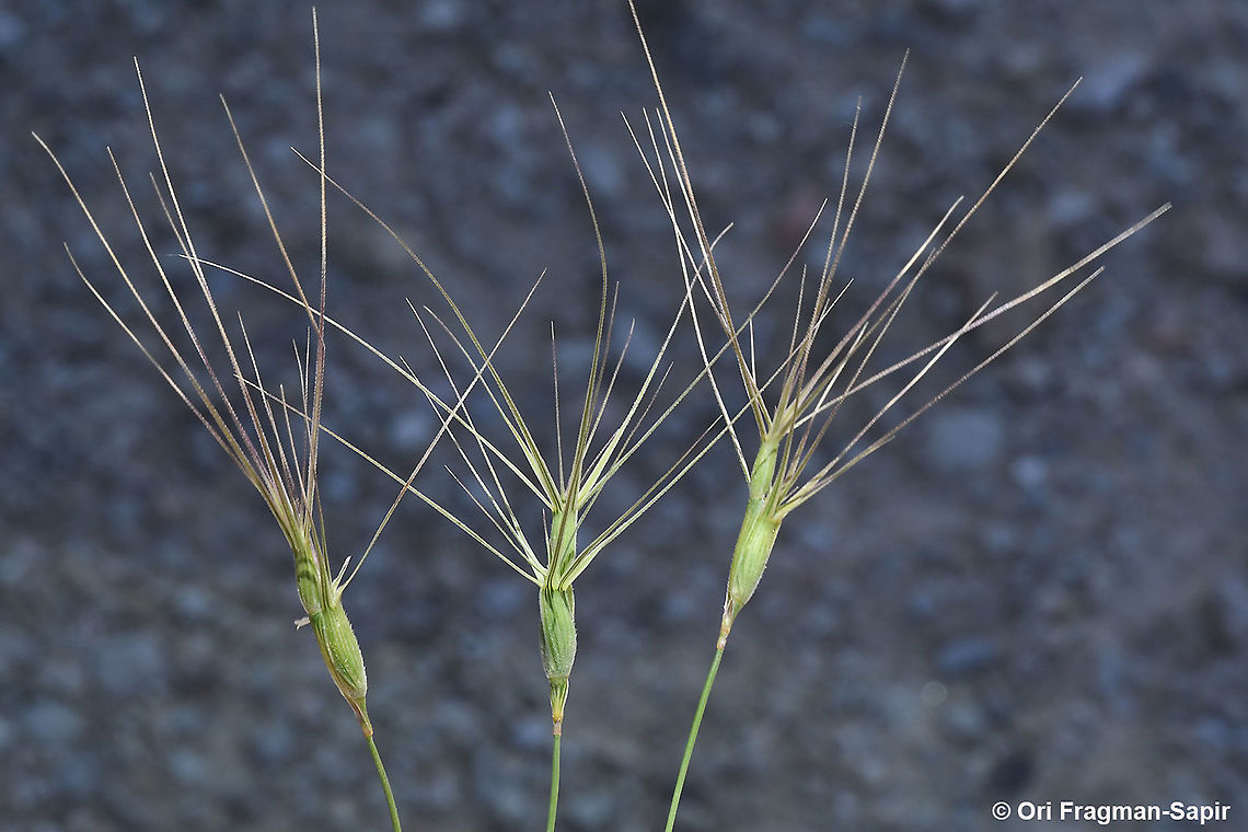 Aegilops biuncialis  Aegilops biuncialis,Geotagged,Spring
