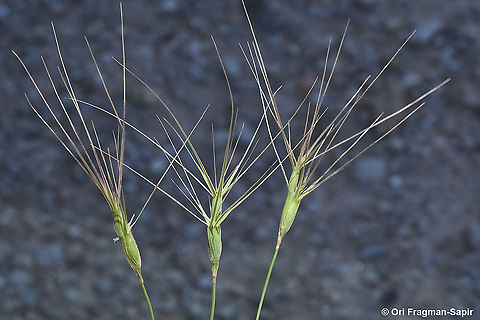 Aegilops biuncialis
