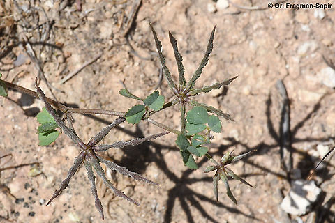 Trigonella astroites  Geotagged,Spring,Trigonella astroites